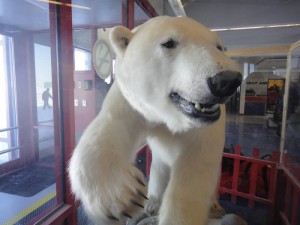 Polar bear