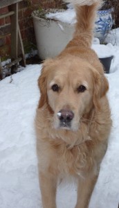 Charlie Dog