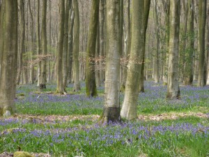 Bluebells