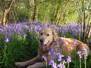 Charlie and the Blues