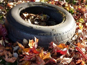 Autumn Tyre