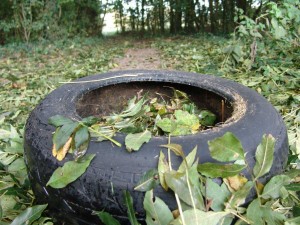 Leaf Collection
