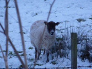 Ewe Looking At Me