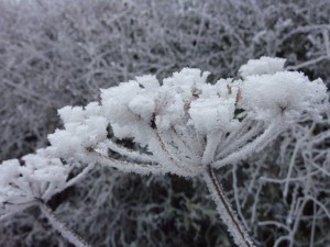 Heavy Frost 1