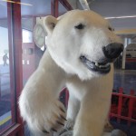 Polar Bear - not a real one!