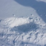 Watch out, watch out there's a Polar Bear about
