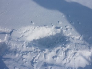 Watch out, watch out there's a Polar Bear about